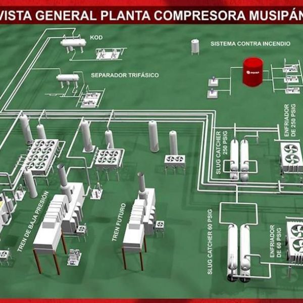 planta Musipan